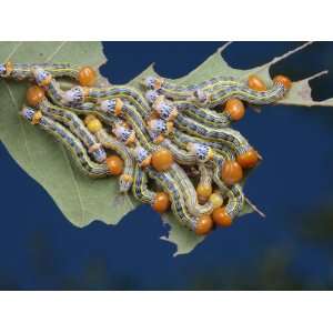  Orange Humped Oak Worm Caterpillars Feeding on an Oak Tree 