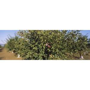  Close Up of a Plum Tree in an Orchard, Gilroy, California 