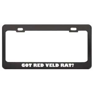 Got Red Veld Rat? Animals Pets Black Metal License Plate Frame Holder 