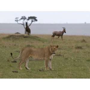  Lioness (Panthera Leo) and Topi (Damaliscus Lunatus 