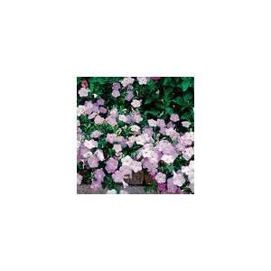  Petunia Wave® Misty Lilac Hybrid Seeds Patio, Lawn 