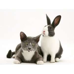  Black And White Dutch Rabbit with Oriental Type Cat 
