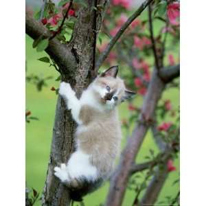  Kitten, Playing in Apple Tree in Spring Blossoms MT 