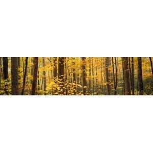  Misty Forest Great Smoky Mtns. Wall Mural