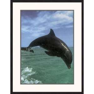 Bottlenose Dolphin by Konrad Woethe   Framed Artwork