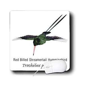   Hummingbird   Red Billed Streamertail Hummingbird   Mouse Pads