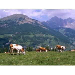  Cows Grazing at Monte Pana and Leodle Geisler Odles Range 