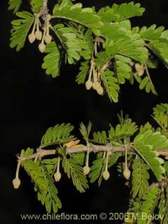 image of porlieria chilensis altitude 700 m 2 26 2006 latin name 