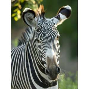  Plains Zebra from the Sedgwick County Zoo, Kansas 