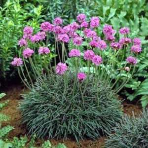  Armeria maritima Rubrifolia   15 Plants   4 1/2 inch 