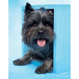  Hale Cute Puppy Dog Animal Poster 16 x 20 inches