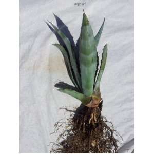  Blue Agave Plant   Small (Live Bareroot Plant) Patio 