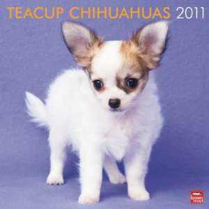  Chihuahuas, Teacup 2011 Wall Calendar 12 X 12 Office 