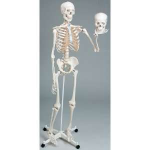  Mr. Plain Skeleton Industrial & Scientific