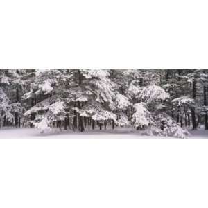  Snow Covered Trees in a Forest, Chestnut Ridge County Park 