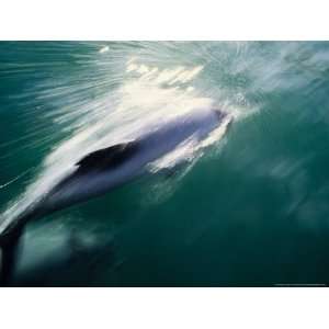  Hectors Dolphin, Porpoising, New Zealand Premium 