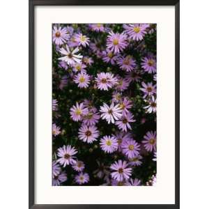 Aster Little Carlow Perennial Close up of Daisy Like 