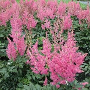  Astilbe Rheinland 2 bulbs Patio, Lawn & Garden