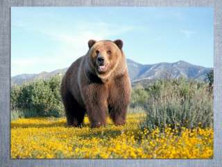 D5850 Grizzly Bear Animal Nature Mountains Print 32x24 POSTER  