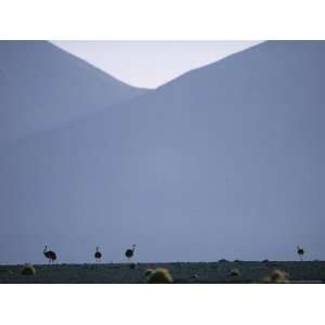  Ostriches in the Atacama Desert Photographers Photographic 