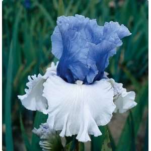    Wintry Sky Bearded German Iris 1 Bulb   NEW Patio, Lawn & Garden