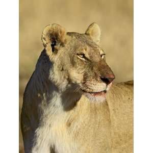  Lioness with Blood Covered Mouth from a Wildebeest Kill 