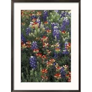  Paintbrush and Bluebonnets, West of Marble Falls, Texas 