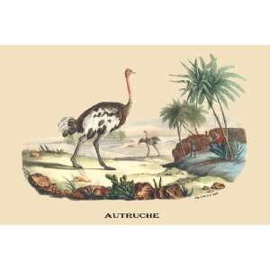  Autruche (Ostrich) 24x36 Giclee