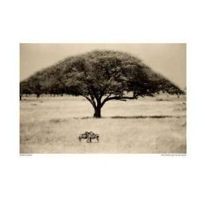 Lorne Resnick   The Sheltering Tree, Serengeti Canvas 