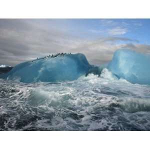 Chinstrap penguins rest atop a blue iceberg near Candlemas Island 