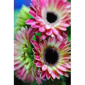  Mini Pink and White Gerber Daisies Flower Photograph 