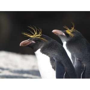  Close Up of Macaroni Penguins, Eudyptes Chrysolophus 