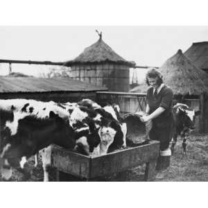  A Land Girl Working Feeding Cattle on a Farm During World 