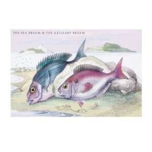  The Sea Bream and the Axillary Bream by Robert Hamilton 