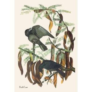  Fish Crow 24X36 Giclee Paper