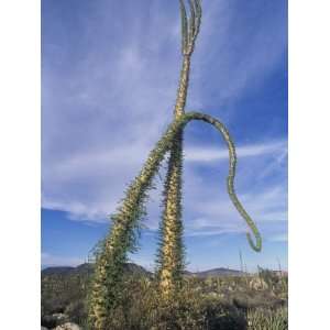  Boojum Tree or Cirio, Idria Columnaris, Sonoran Desert 
