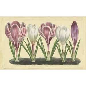   Crocus II   Artist Vision Studio  Poster Size 9 X 13