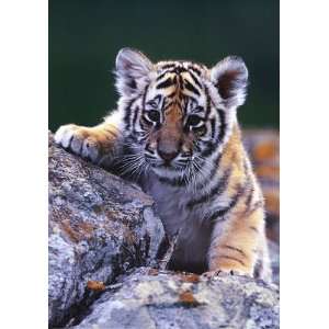  Tiger Cub by Unknown 24x34