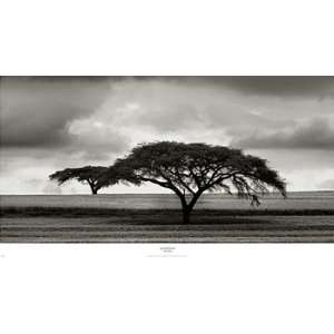   Acacia Trees   Poster by Jorge Llovet (48 x 26)