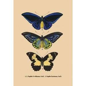  Papilio Urvillianus, Guer   Paper Poster (18.75 x 28.5 