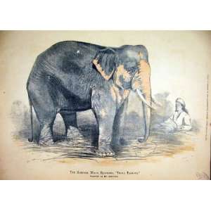  1884 Burmese White Elephant Toung Taloung Man Colour