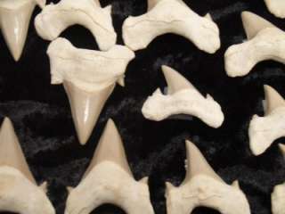 Shark teeth set, all from a single shark, Cretaceous Mo  