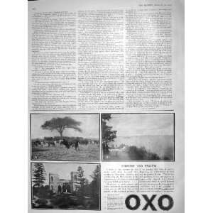    1909 ADVERTISEMENT OXO CATTLE HEREFORDS COWS BENTOS