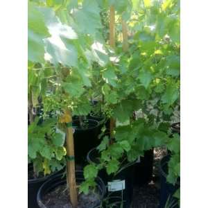 Thompson Seedless Grape Vine, Unstaked Five Gallon Plant  