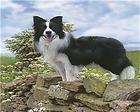 border collie dog standing guard mouse pad coaster new expedited