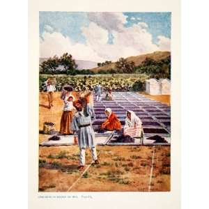  Art Greece Agriculture Drying Currant Seeds   Original Color Print