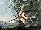 long billed curlew by m bernard loates audubon edition signed