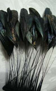 30 PCS. STARDUST BLACK STRIPPED COQUE ROOSTER FEATHERS  