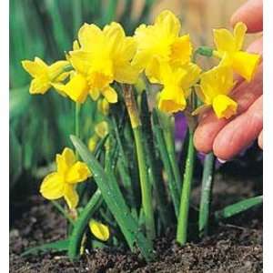  Tete a Tete Narcissi/Daffodil 25 Bulbs