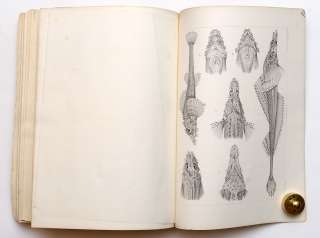   FISHES OF EASTERN SEAS OF RUSSIAN EMPIRE BIG BOOK Engraving  